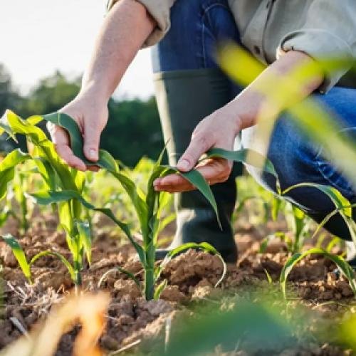 How Aluminum Sulfate Is Used to Lower Soil pH and Improve Plant Health